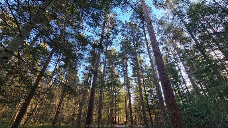 Scots Pine forest, Center Parcs, Whinfell Forest, Cumbria  Fraser Simpson 