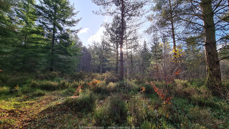 Mixed forest with understorey of heather, Center Parcs, Whinfell Forest, Cumbria  Fraser Simpson 