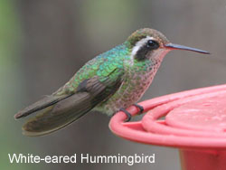White-eared Hummingbird  2006  F. S. Simpson