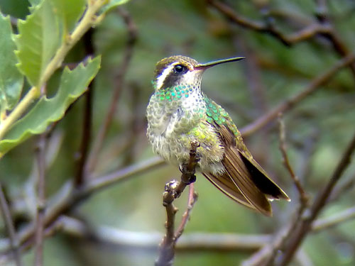 Phonescoped White-eared Hummingbird   2006 Fraser Simpson