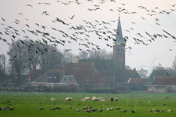 Siberian White-fronted Geese 2005 Fraser Simpson
