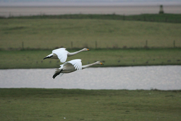 Whooper Swan 2005 Fraser Simpson
