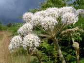 Wild Angelica