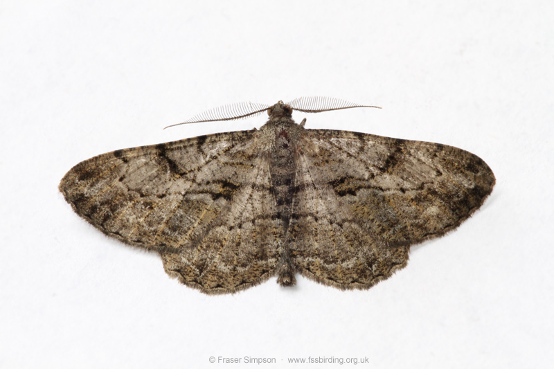 Willow Beauty (Peribatodes rhomboidaria)  Fraser Simpson