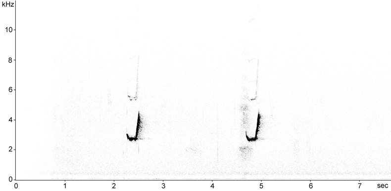 Sonogram of Willow Warbler calls