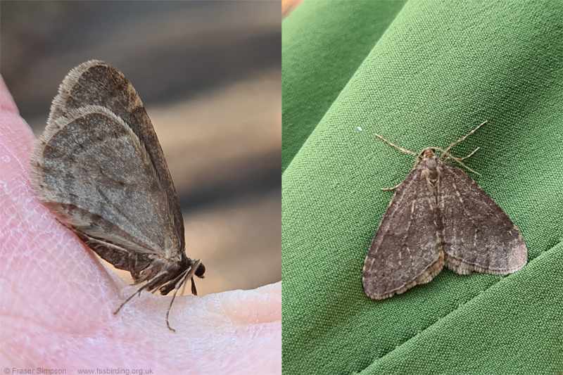 Winter Moth (Operophtera brumata)  Fraser Simpson