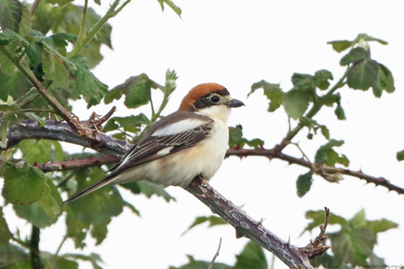 Woodchat Shrike (Lanius senator), Rainham Marshes  Fraser Simpson