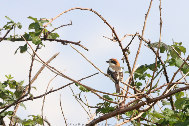 Woodchat Shrike (Lanius senator), Rainham Marshes  Fraser Simpson