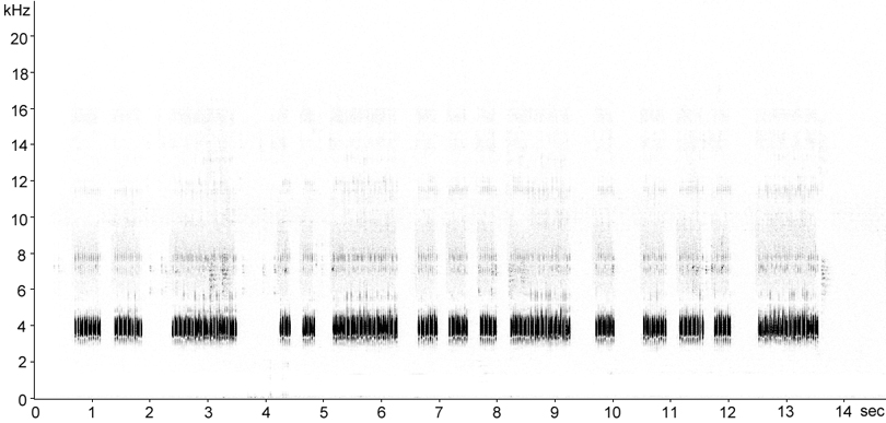 Sonogram of Wood Cricket stridulation