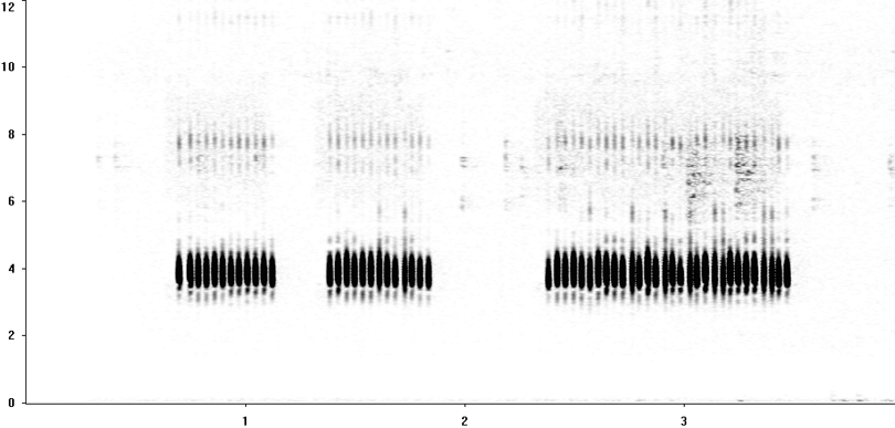 Sonogram of Wood Cricket stridulation