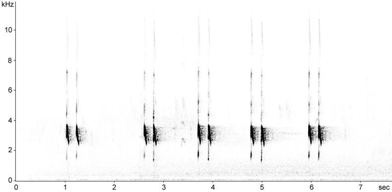 Sonogram of Wood Sandpiper alarm calls