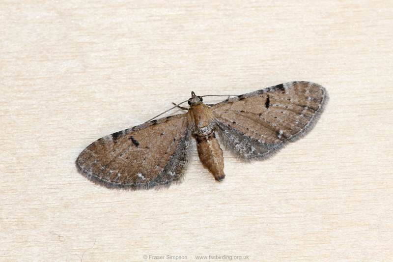 Wormwood Pug (Eupithecia absinthiata)  Fraser Simpson