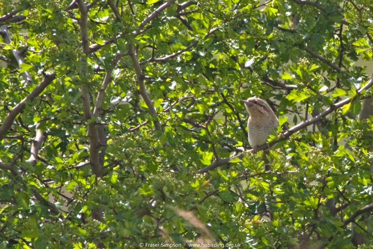 Wryneck, Rainham Marshes  Fraser Simpson 2016