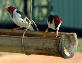 Yellow-billed Cardinal