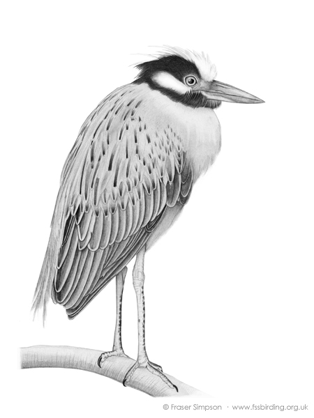 Yellow-crowned Night Heron drawing  Fraser Simpson
