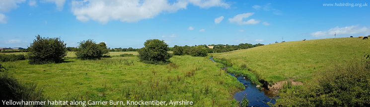 Yellowhammer habitat along Garrier Burn, Knockentiber, Ayrshire  Fraser Simpson    www.fssbirding.org.uk