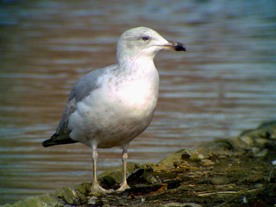 Phonescoped Yellow-legged Gull 2006 Fraser Simpson