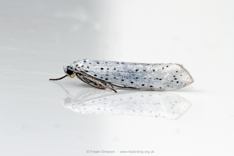 Ermine sp. (Yponomeuta sp.)  Fraser Simpson